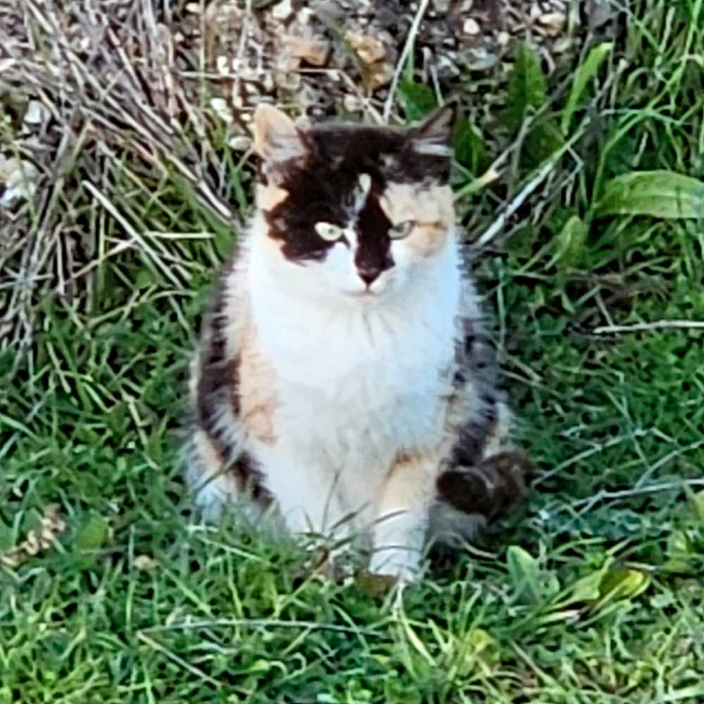 Gatitos